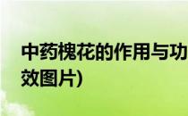 中药槐花的作用与功效(中药槐花的作用与功效图片)
