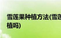 雪莲果种植方法(雪莲果种植方法北方可以种植吗)