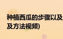 种植西瓜的步骤以及方法(种植西瓜的步骤以及方法视频)
