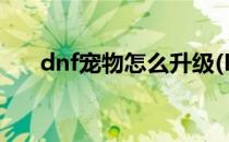 dnf宠物怎么升级(DNF宠物怎么升级)