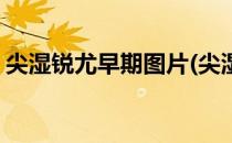 尖湿锐尤早期图片(尖湿锐尤早期图片菜花状)