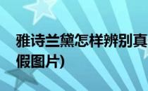 雅诗兰黛怎样辨别真假(雅诗兰黛怎样辨别真假图片)