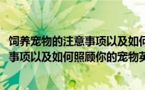 饲养宠物的注意事项以及如何照顾你的宠物(饲养宠物的注意事项以及如何照顾你的宠物英文)