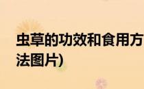 虫草的功效和食用方法(虫草的功效和食用方法图片)