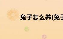 兔子怎么养(兔子怎么养才不臭)