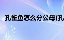 孔雀鱼怎么分公母(孔雀鱼怎么分公母图解)