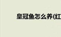 皇冠鱼怎么养(红尾皇冠鱼怎么养)