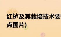 红栌及其栽培技术要点(红栌及其栽培技术要点图片)