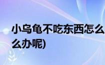 小乌龟不吃东西怎么办呀(小乌龟不吃东西怎么办呢)
