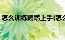 怎么训练鹦鹉上手(怎么训练鹦鹉上手吃东西)
