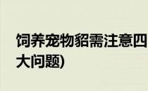 饲养宠物貂需注意四个特性(饲养宠物貂的六大问题)