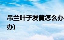吊兰叶子发黄怎么办(秋天吊兰叶子发黄怎么办)