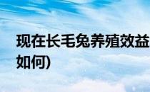 现在长毛兔养殖效益怎么样(养殖长毛兔前景如何)