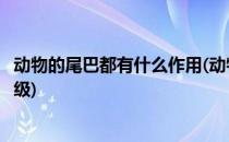 动物的尾巴都有什么作用(动物的尾巴都有什么作用用处一年级)