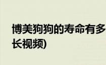 博美狗狗的寿命有多长(博美狗狗的寿命有多长视频)