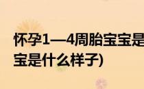 怀孕1—4周胎宝宝是什么样子的(怀孕四周宝宝是什么样子)