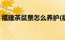 福建茶盆景怎么养护(福建茶盆景怎么养护好)