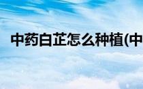 中药白芷怎么种植(中药白芷怎么种植视频)