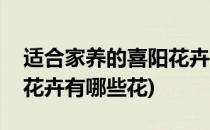 适合家养的喜阳花卉有哪些(适合家养的喜阳花卉有哪些花)