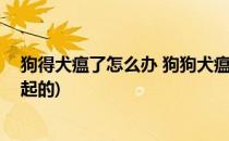 狗得犬瘟了怎么办 狗狗犬瘟热怎么治疗(狗狗犬瘟热怎么引起的)