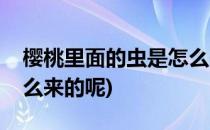 樱桃里面的虫是怎么来的(樱桃里面的虫是怎么来的呢)