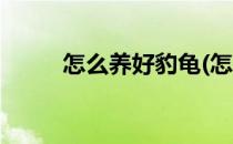 怎么养好豹龟(怎么养好豹龟幼龟)