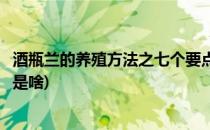 酒瓶兰的养殖方法之七个要点(酒瓶兰的养殖方法之七个要点是啥)