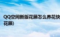QQ空间新版花藤怎么养花快养花少用一天的方法(qq空间种花藤)