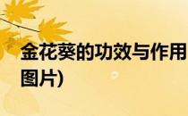 金花葵的功效与作用(金花葵的功效与作用及图片)
