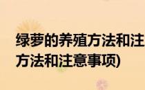 绿萝的养殖方法和注意事项(盆栽绿萝的养殖方法和注意事项)