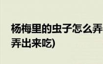 杨梅里的虫子怎么弄出来(杨梅里的虫子怎么弄出来吃)