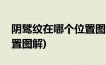 阴骘纹在哪个位置图解(女人阴骘纹在哪个位置图解)