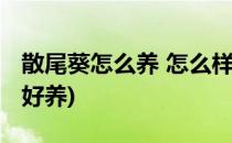 散尾葵怎么养 怎么样好散尾葵(散尾葵好养不好养)