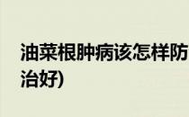 油菜根肿病该怎样防治(油菜根肿病该怎样防治好)