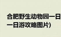 合肥野生动物园一日游攻略(合肥野生动物园一日游攻略图片)