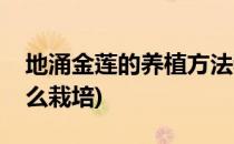 地涌金莲的养植方法和注意事项(地涌金莲怎么栽培)