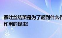 蚕吐丝结茧是为了起到什么作用(蚕吐丝结茧是为了起到什么作用的昆虫)