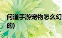 问道手游宠物怎么幻形(问道手游幻宠怎么来的)