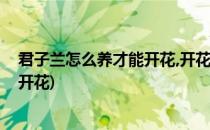君子兰怎么养才能开花,开花有什么兆头(君子兰怎样养才会开花)