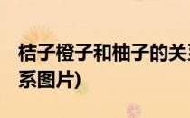 桔子橙子和柚子的关系(桔子,橙子和柚子的关系图片)