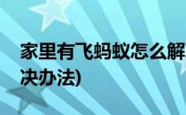 家里有飞蚂蚁怎么解决(家里有飞蚂蚁怎么解决办法)