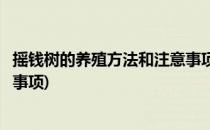 摇钱树的养殖方法和注意事项(多肉摇钱树的养殖方法和注意事项)