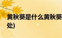 黄秋葵是什么黄秋葵有什么功效(黄秋葵的用处)