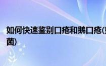 如何快速鉴别口疮和鹅口疮(如何快速鉴别口疮和鹅口疮的真菌)