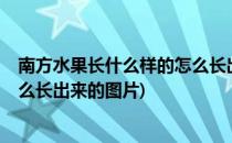 南方水果长什么样的怎么长出来的(南方水果长什么样的?怎么长出来的图片)