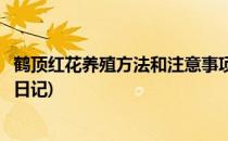 鹤顶红花养殖方法和注意事项(鹤顶红花养殖方法和注意事项日记)
