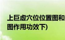 上巨虚穴位位置图和作用(上巨虚的准确位置图作用功效下)