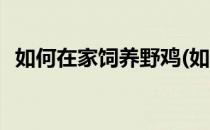 如何在家饲养野鸡(如何在家饲养野鸡品种)