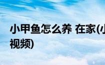 小甲鱼怎么养 在家(小甲鱼怎么养在家的方法视频)