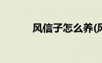 风信子怎么养(风信子怎么养殖)